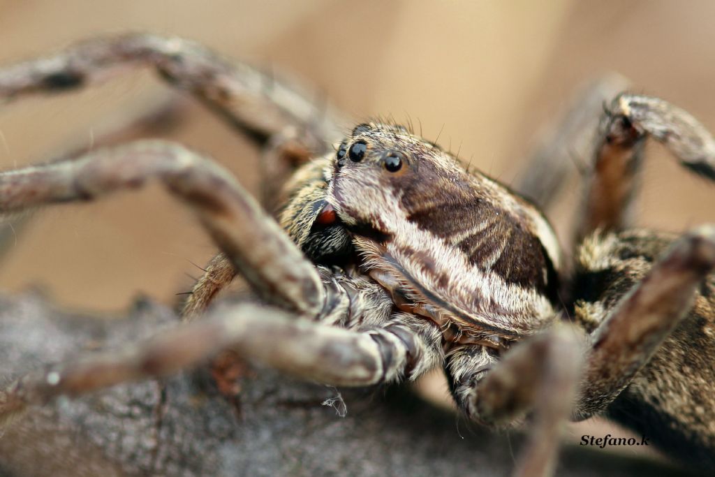 Hogna radiata - Padriciano (TS)